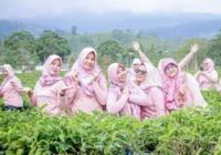 wisata kebun teh kemuning